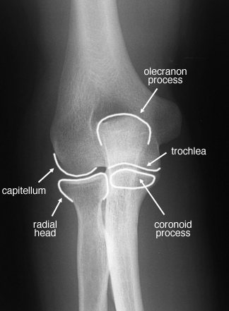labelled anatomy of elbow