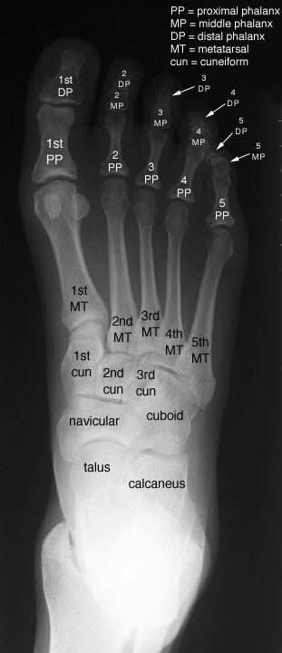 labelled anatomy of foot